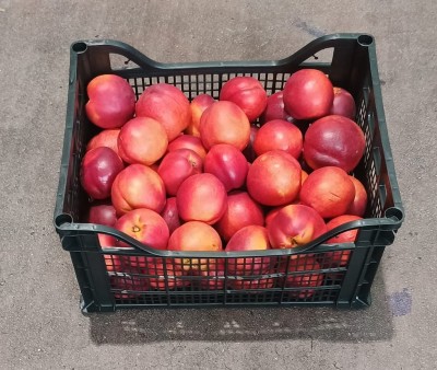 Foto Nettarine Calibro A Origine Grecia Marchio Greek Premium    1